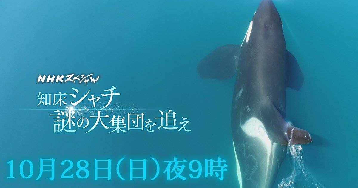 ｎｈｋスペシャル公式 در توییتر Nhkスペシャル 知床 シャチ 謎の大集団を追え 撮影船からシャチを探すのは シャチの研究者 ５キロ先にいるシャチの背びれを見逃さない ドローン ハイスピード 水中カメラなど あらゆる角度から撮影した 美しいシャチの姿