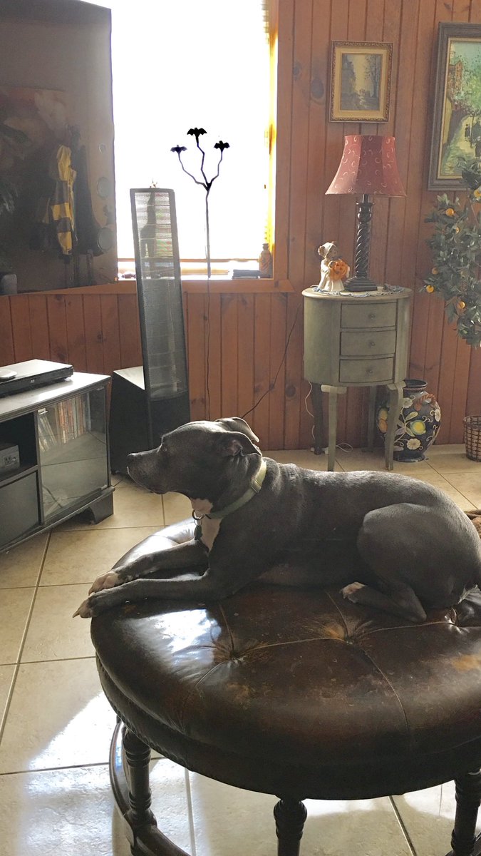DinaAlborano's tweet photo. Part 2- When Cable cuts out due to the storm, it’s time to spring into action and stare down the rebooting process until the Weather Channel comes back on😬😬📺 @passthepoy
#AllyGator #SpoiledRescue https://t.co/WyRmtmXglN