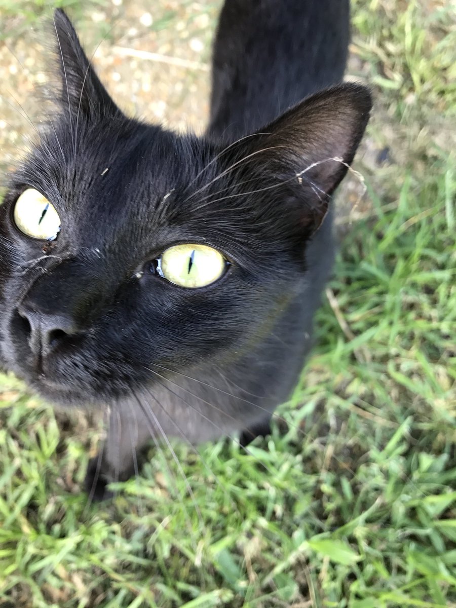 CWHF1's tweet photo. Happy #BlackCatDay! We love our Luna and Stella. 😻 https://t.co/jIy4vqujZr