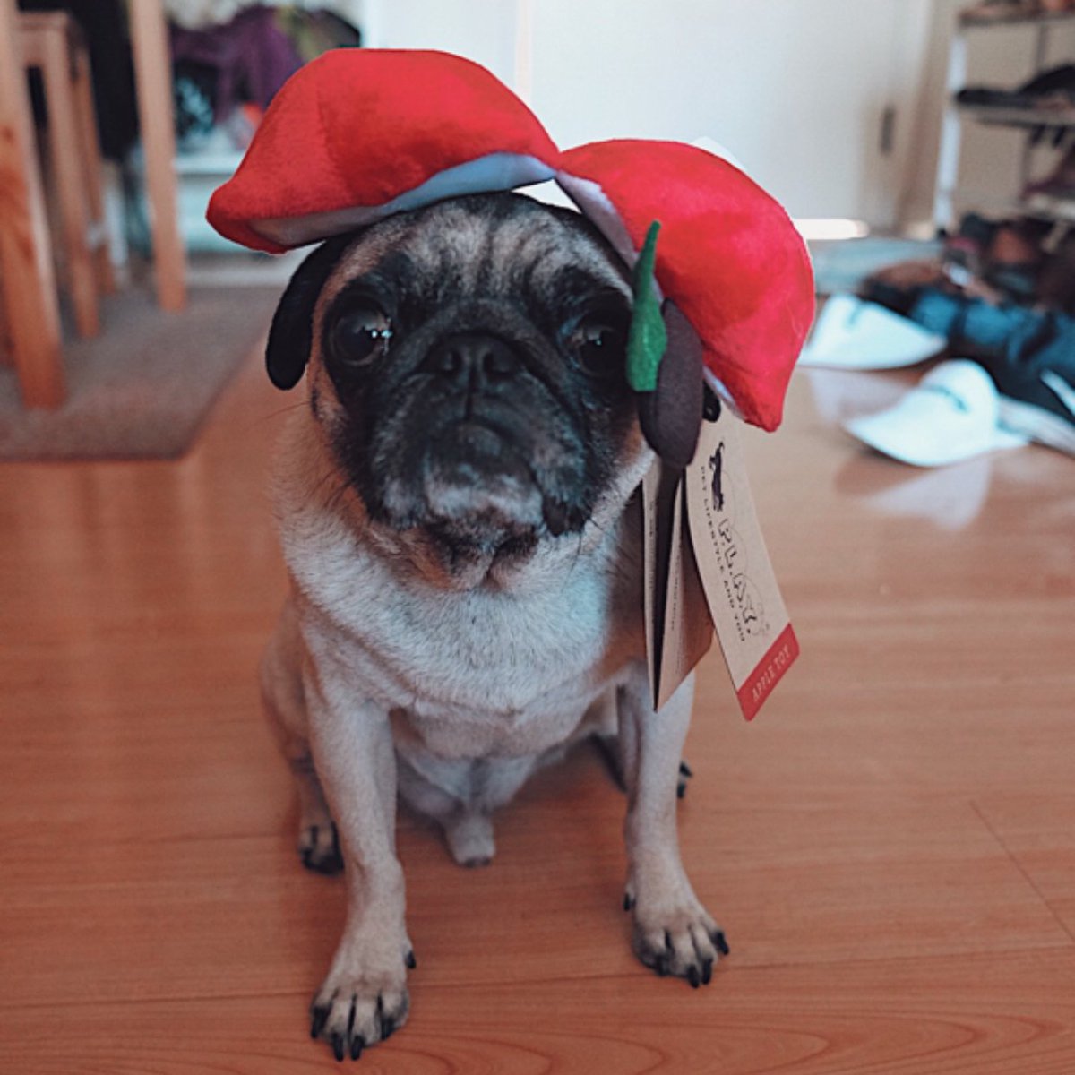 Russell doesn’t seem to know how toys work. Thank you <a href="/barkbox/">BarkBox</a> for the wonderful Apple toy! #barkboxinfluenster #complimentary #contest #barkbox <a href="/Influenster/">Influenster</a>