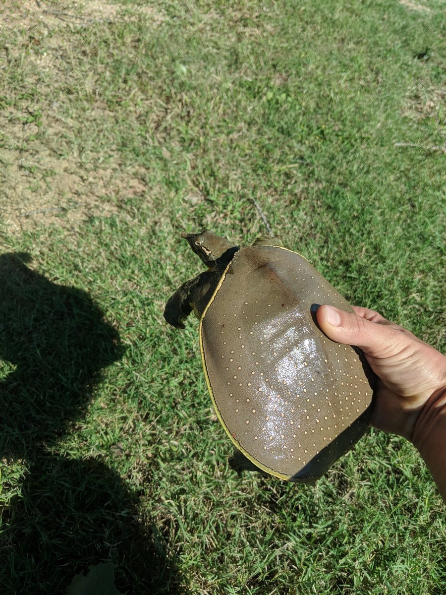 jameskelangreen's tweet photo. Spiny Softshell in situ and in hand. This guy only had one eye but seemed to be doing fine! (Other than getting caught by me.) https://t.co/E2NN48IUfI
