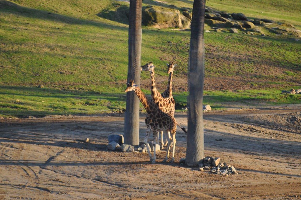 Three-headed #giraffe? #sdzsafaripark #safarizoo #zoo