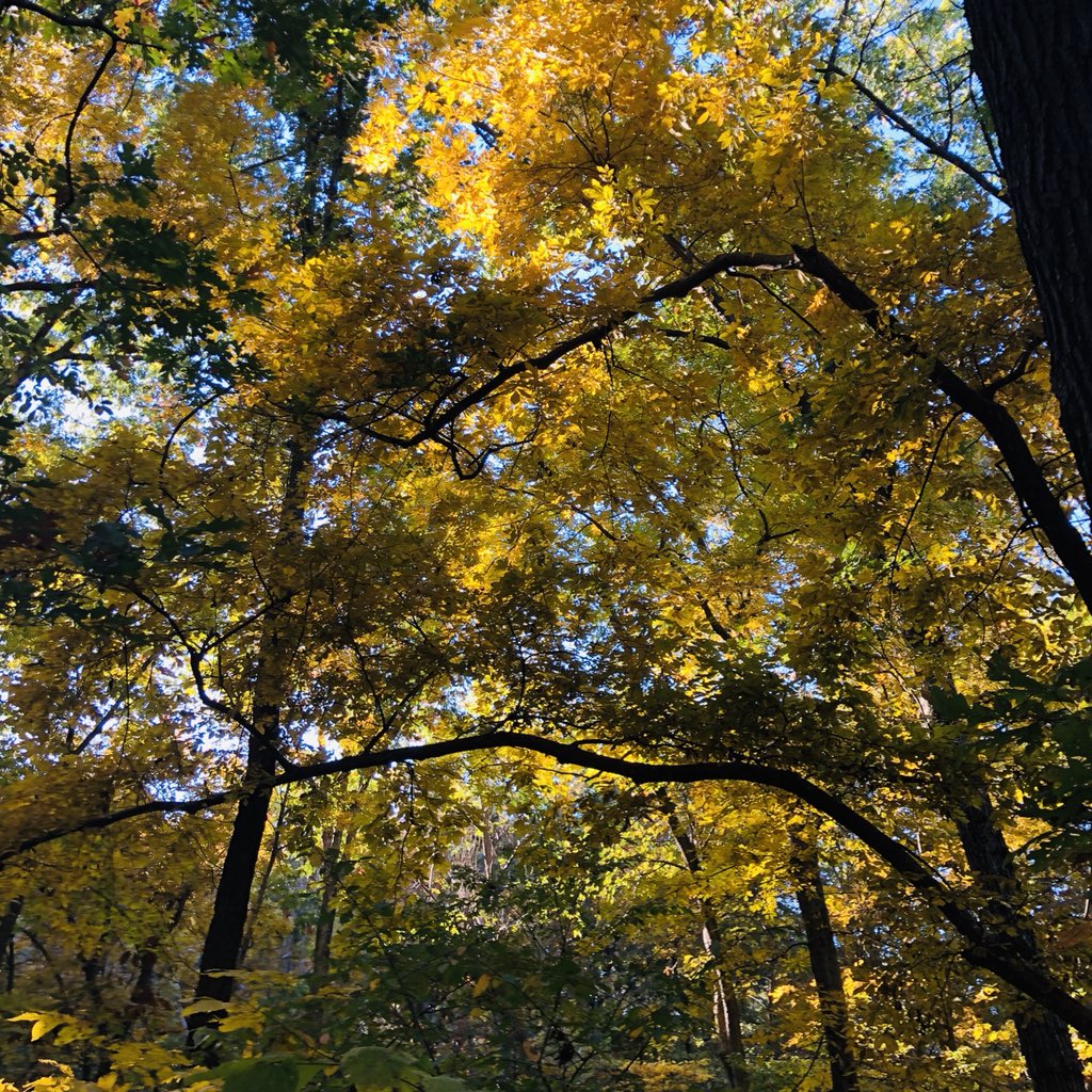 smith711's tweet photo. I usually run @OzarkGreenways Sac River Trail but the @MDC_online #springfieldmo #naturecenter long trail did not disappoint today. #yellowcanopy #fallinmissouri #mothernature https://t.co/91VhxRtvkO