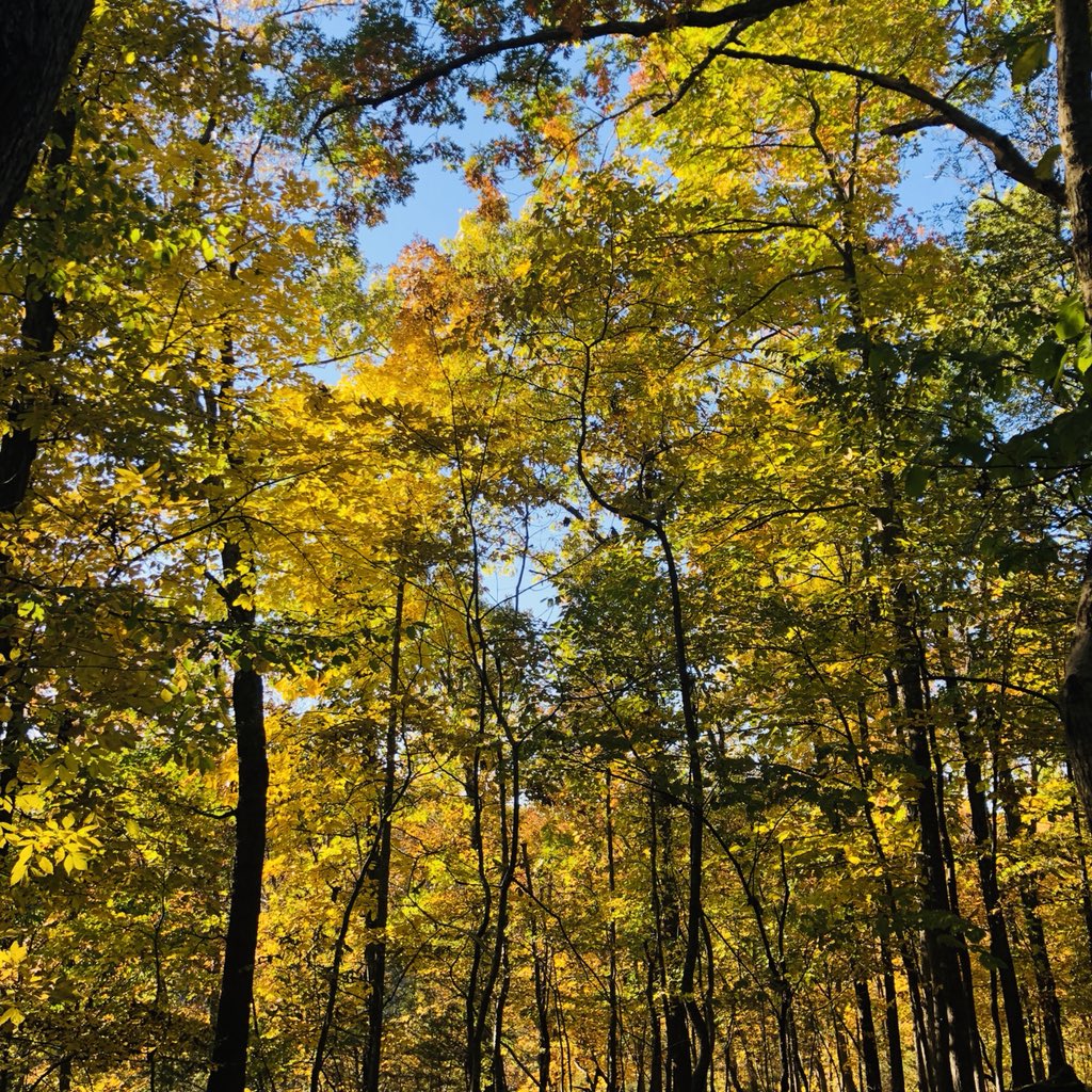 smith711's tweet photo. I usually run @OzarkGreenways Sac River Trail but the @MDC_online #springfieldmo #naturecenter long trail did not disappoint today. #yellowcanopy #fallinmissouri #mothernature https://t.co/91VhxRtvkO