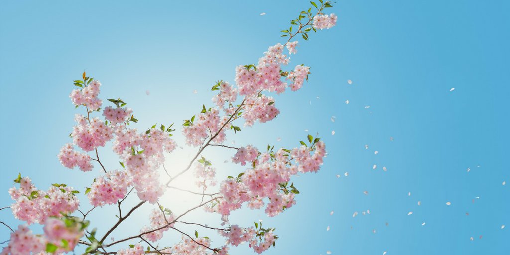 ecaglobalph's tweet photo. If we could see the miracle of a single flower clearly our whole life would change. - Gautama Buddha
#SundayFunday #Flowers https://t.co/3OGBR3TufU