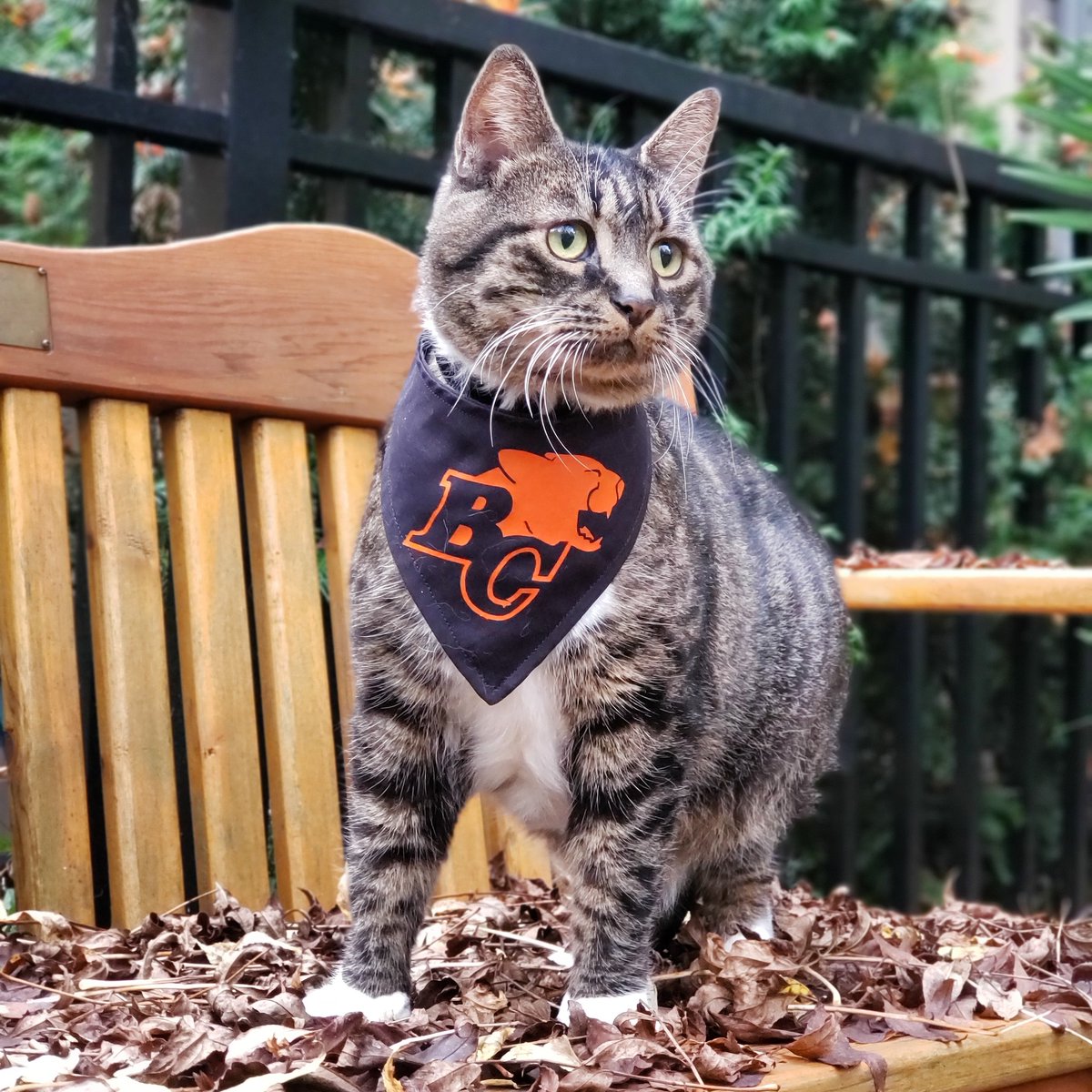 Watching the 🦁 vs 🍉🚜 on TV with my hoomans.⠀⠀⠀⠀⠀⠀⠀⠀⠀
⠀⠀⠀⠀⠀⠀
#GoLionsGo #BCLions #BCLionsPride #WeAreTheLions #CFLGameDay #CFL #threefluffytailspetboutique