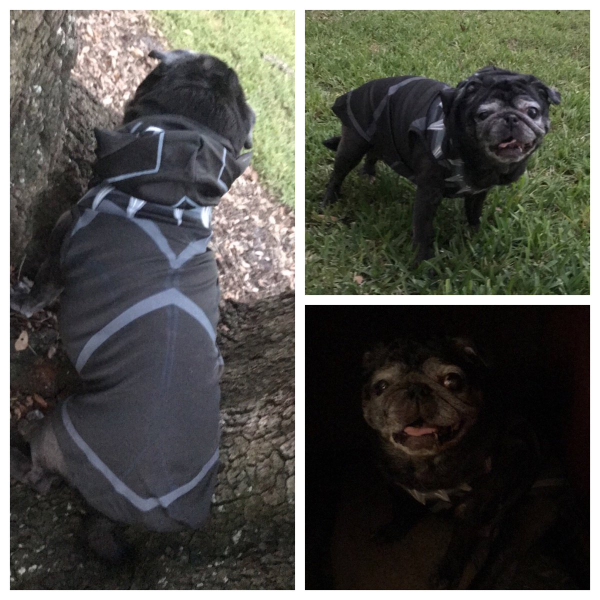 LOLAandRuBEAR's tweet photo. @Marvel @chadwickboseman @DanaiGurira @theblackpanther @michaelb4jordan @Avengers Seems like you're out of panthers. How about a #Pugther? - RuBear 
#LOLAandRuBear #pug #HousePugaryen #Halloween https://t.co/hJAYeHQYRP