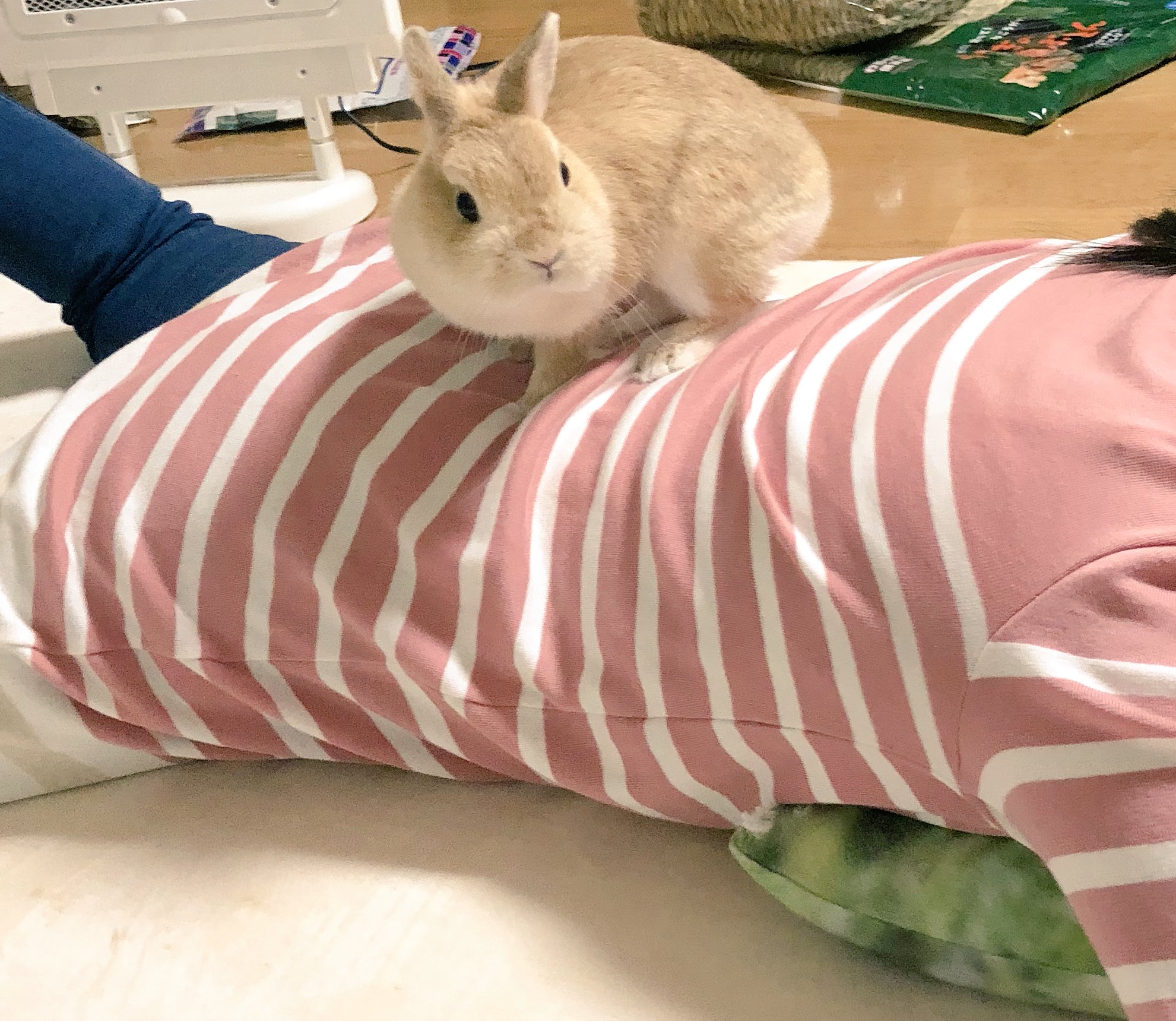 羽生理恵 うさぎファース党 うさぎケージお掃除中 チモシーマットとチモシー入れカゴを新しく入れ替えたいのに娘の背中に乗り威嚇する ゆき 何故か娘の背中と合体後はトランスフォームした認識で強くなる T Co Xmr47h2b3s Twitter