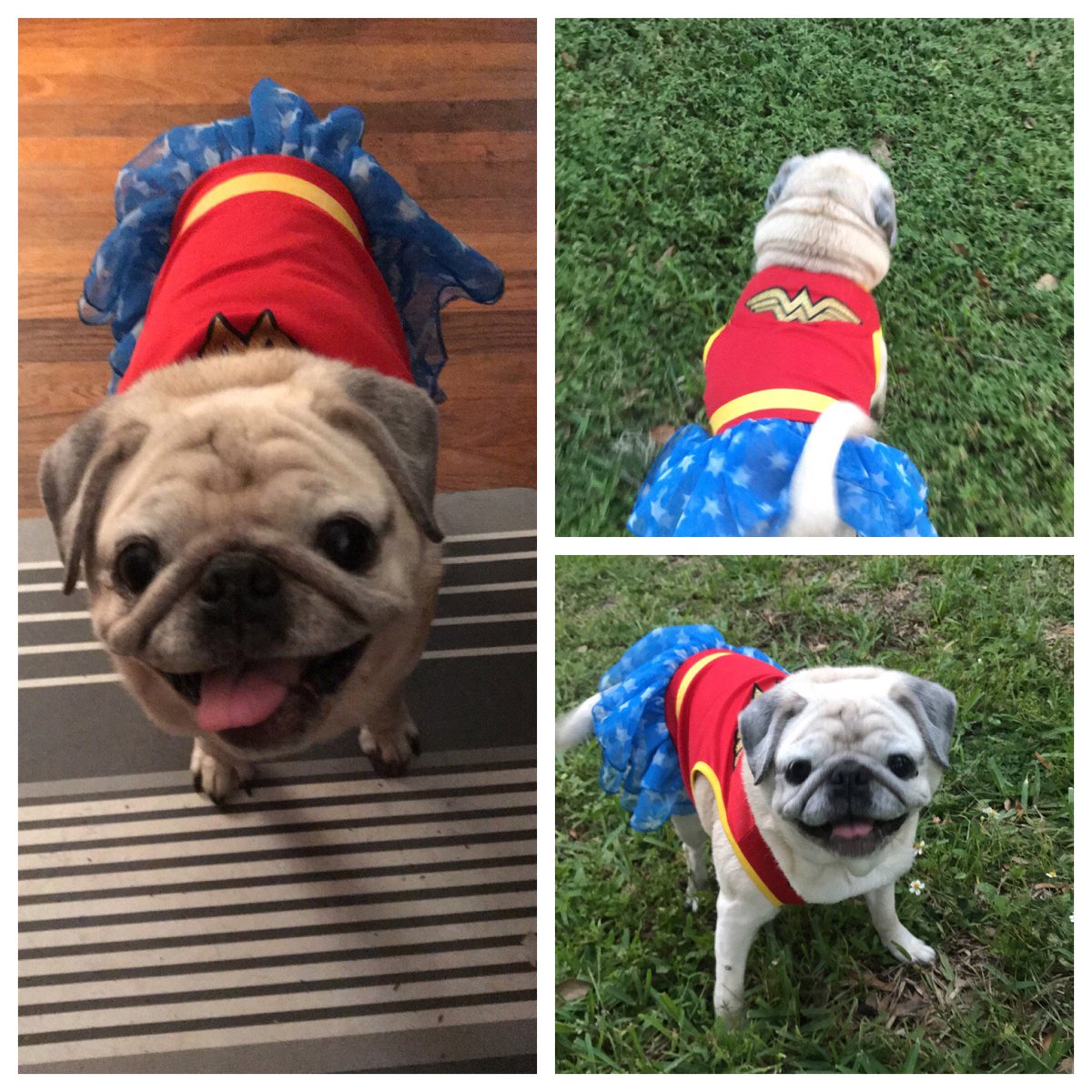 LOLAandRuBEAR's tweet photo. @GalGadot @PattyJenks @geoffjohns @WonderWomanFilm @DCComics @justiceleaguewb You know, technically I am 84 and a #Pugazon so sign me up! - Lola
#LOLAandRuBear #pug #HousePugaryen #Halloween https://t.co/SBEIlnetnR