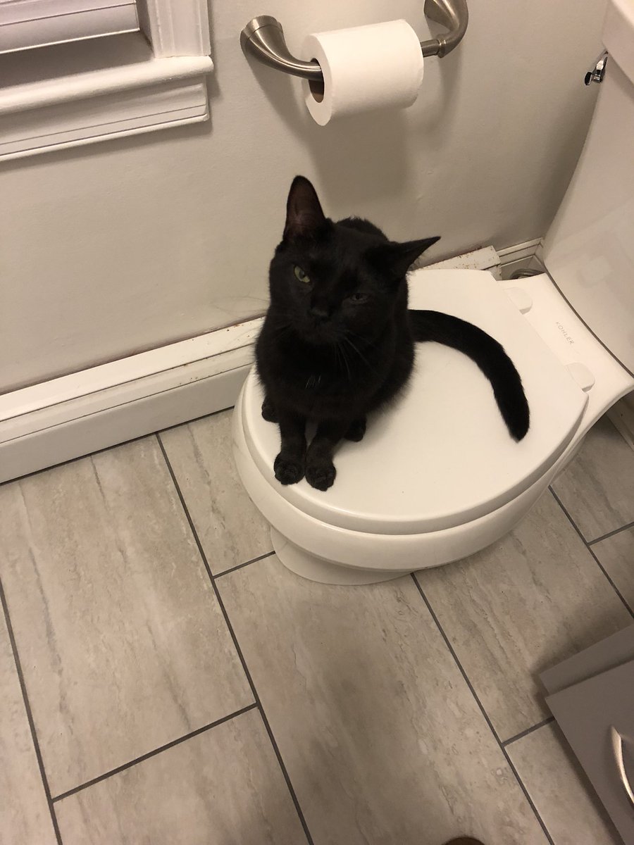 four_kittens's tweet photo. We couldn’t be more in love with our black cats. Happy #NationalBlackCatDay #four_kittens https://t.co/IPhfxxXcHb
