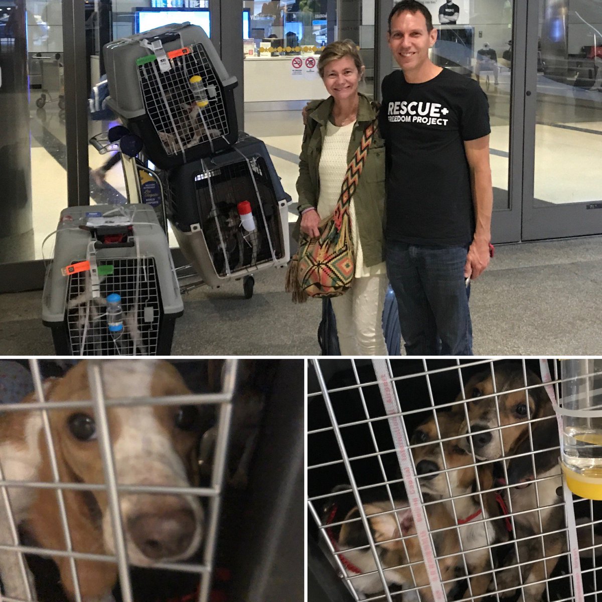 Beagle Freedom Project tweet media