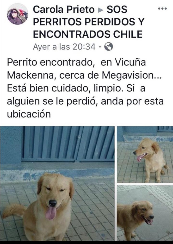 SE BUSCA A LEON. ULTIMA VEZ VISTO EN VICUÑA MACKENNA CERCA DE MEGA. PORFA SI ALGUIEN LO VE  RETENER Y AVISAR 56991792969. ES MUY DOCIL. <a href="/elquillayino/">quillayino.cl - +56 9 5538 7141</a> <a href="/Chilena9772/">Sita Marce</a> <a href="/amoresperrosch/">Amores Perros Chile</a> <a href="/Salvandopatit4s/">Salvando Patitas Chile 🇨🇱</a>