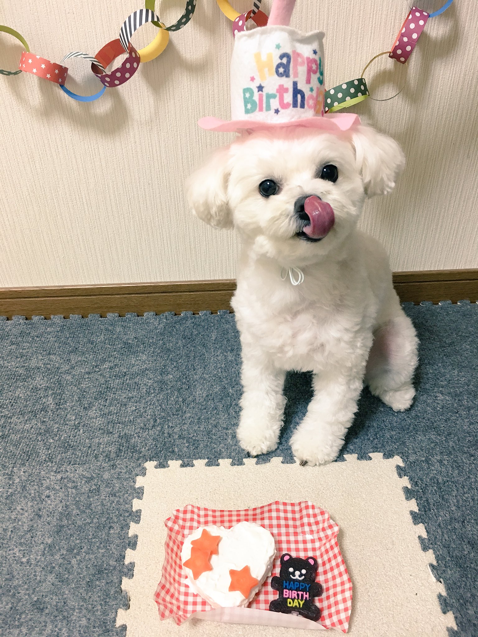 تويتر こむぎ على تويتر 10 27 こむぎ4才のお誕生日 今年のバースデーケーキはさつまいもと ヨーグルトで手作りしてみました 喜んで食べてくれた これからも愛情いっぱい育てていくから 長生きしてね 誕生日 ポメプー تويتر こむぎ على تويتر 10 27 こむぎ4才のお誕生日 今年のバースデーケーキはさつまいもと ヨーグルトで手作りしてみました 喜んで食べてくれた これからも愛情いっぱい育てていくから 長生きしてね 誕生日 ポメプー
