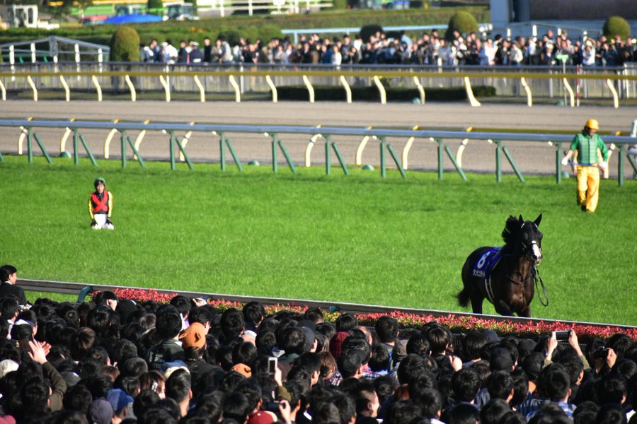 馬体検査とは何 どういう方法 競争除外は払い戻しはある 天皇賞秋ダンビュライト ニュースjapan365