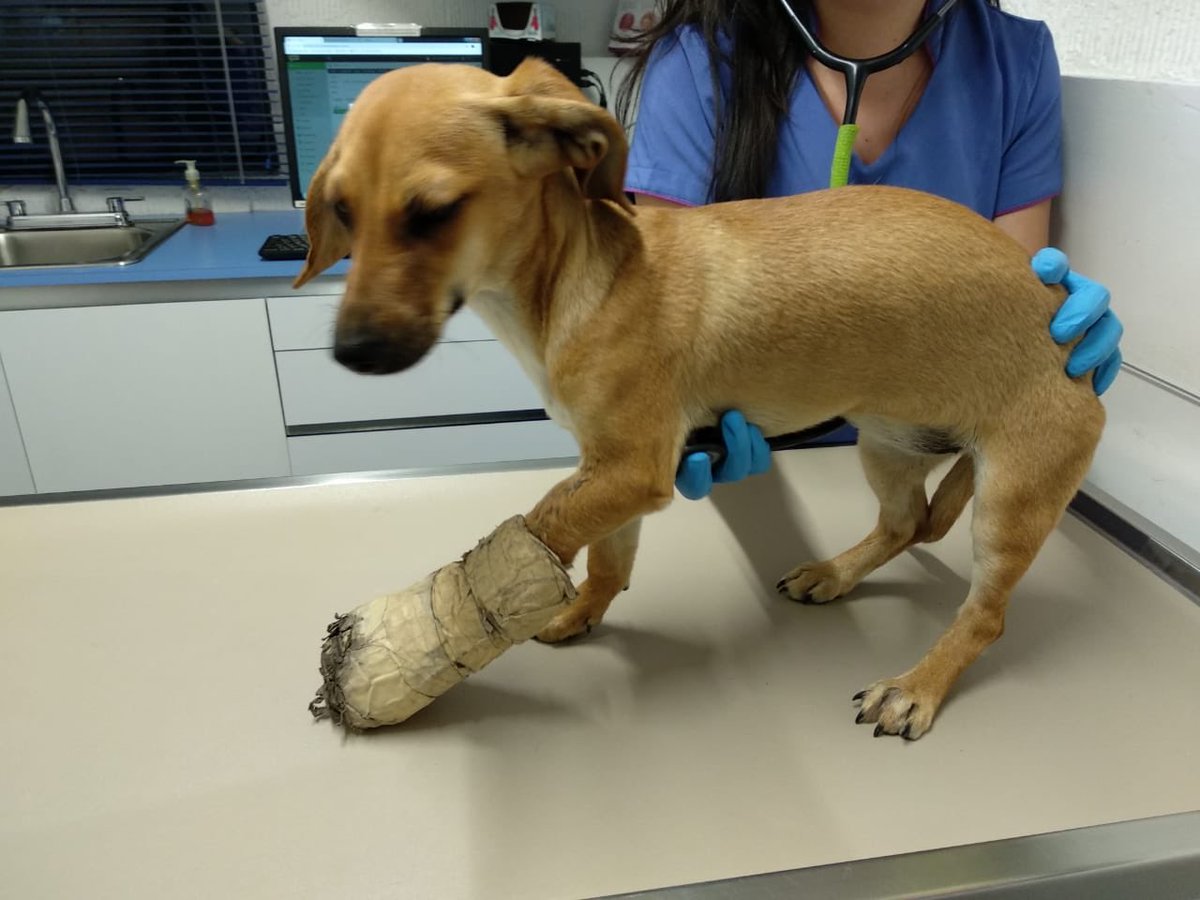 @uau_magazine nos ayudan con un rt?? La encontraron en la Roma, tiene una fractura, ya la están atendiendo pero seguro que tiene una familia, gracias, informes con <a href="/sheimac_mx/">SM</a>