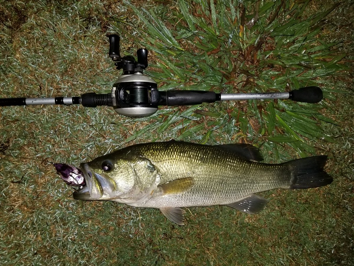 kelvinshiftz's tweet photo. 2 from last night therapy sesh. 🐸
#frogeaters #gravefishers #slaydirty #bassfishing #largemouthbass #topwater #blowup #pondscumanglers #creepinwhilesleepin https://t.co/2HAPpuPmGG