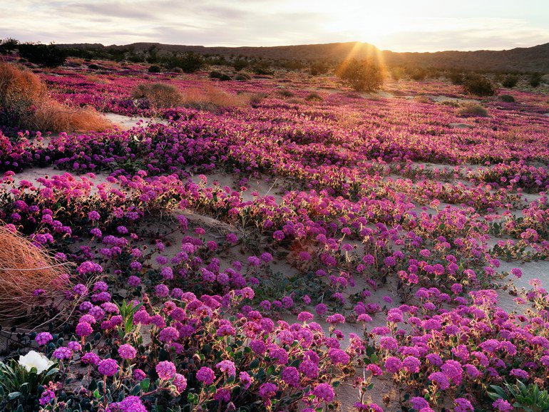 CNTraveler's tweet image. 15 photos of stunning spring flowers around the world that will make you wish it was warm cntrvlr.co/wAMQ08G
