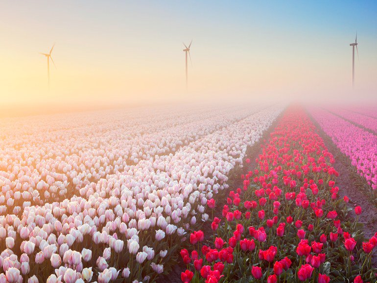 CNTraveler's tweet image. 15 photos of stunning spring flowers around the world that will make you wish it was warm cntrvlr.co/wAMQ08G