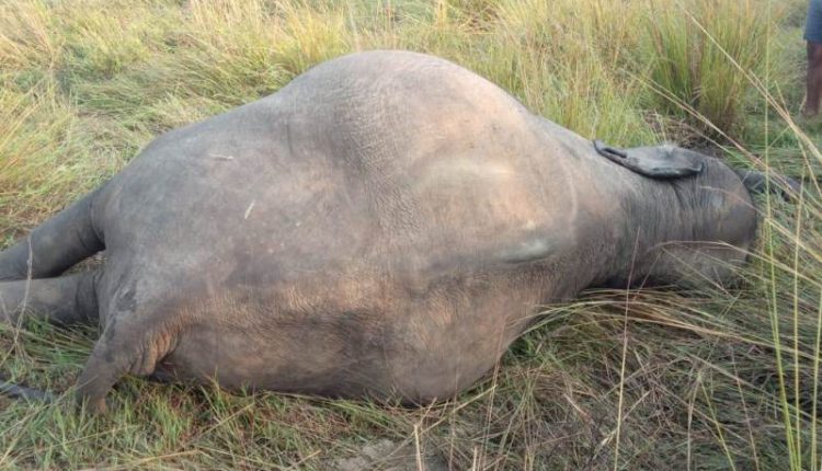 kalingatv's tweet photo. #ElephantElectrocution: CM @Naveen_Odisha orders for Crime Branch probe into Kamalanga elephant death case in #Dhenkanal; at least seven jumbos were killed yesterday after coming in contact with sagging 11KV transmission line #Odisha https://t.co/WaLKbKrgEn