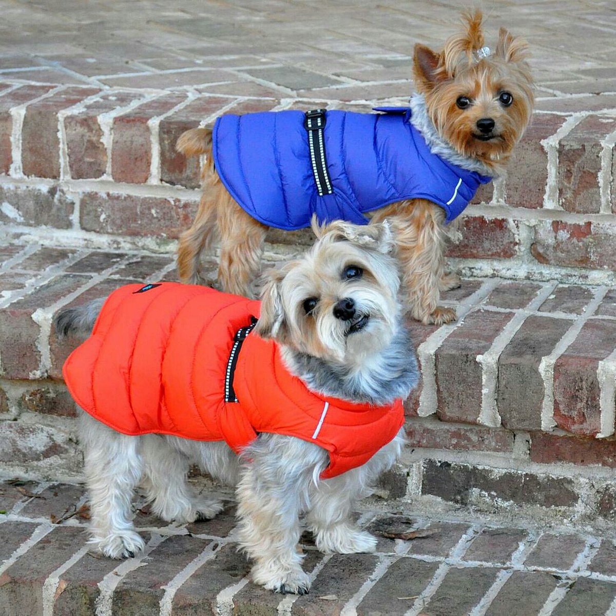 The best winter warmup! 
#dogjacket #puffercoat #keepwarm