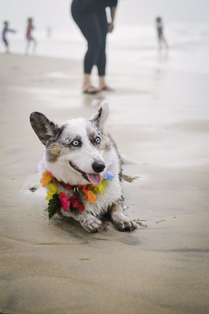 HaileyPennoyer's tweet photo. Today I went to the Corgi Meet-Up and I have never been happier. https://t.co/6LkGpPsp01