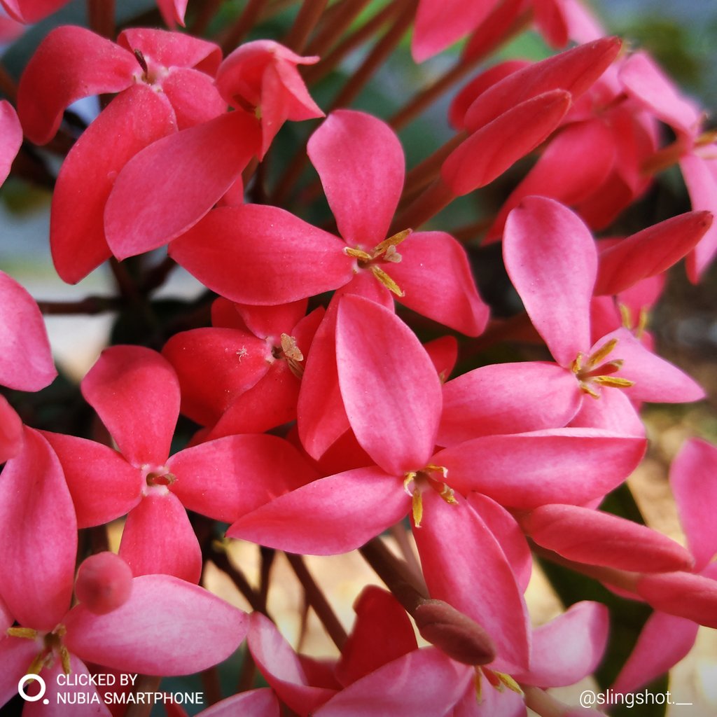 nubia_India's tweet photo. Colors are the smiles of every flower. What makes you smile the most? #Regram @slingshot.__ #ClickedBynubia using Z11 mini S. #nubiaIndia #Photography https://t.co/FE3mMqYMNz