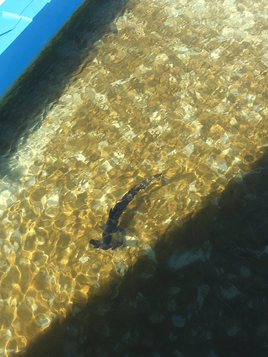 室戸廃校水族館面白いです。ハンマーヘッドシャークが25メートルプールで泳いでる 賢そうなイカとあひる口のエイと虚無のカサゴ? 