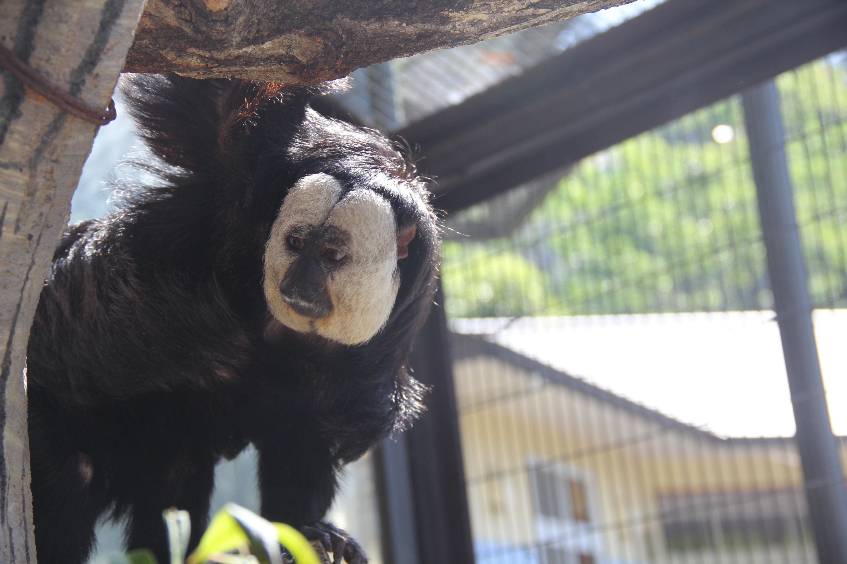 X-এ 静岡市立日本平動物園: 