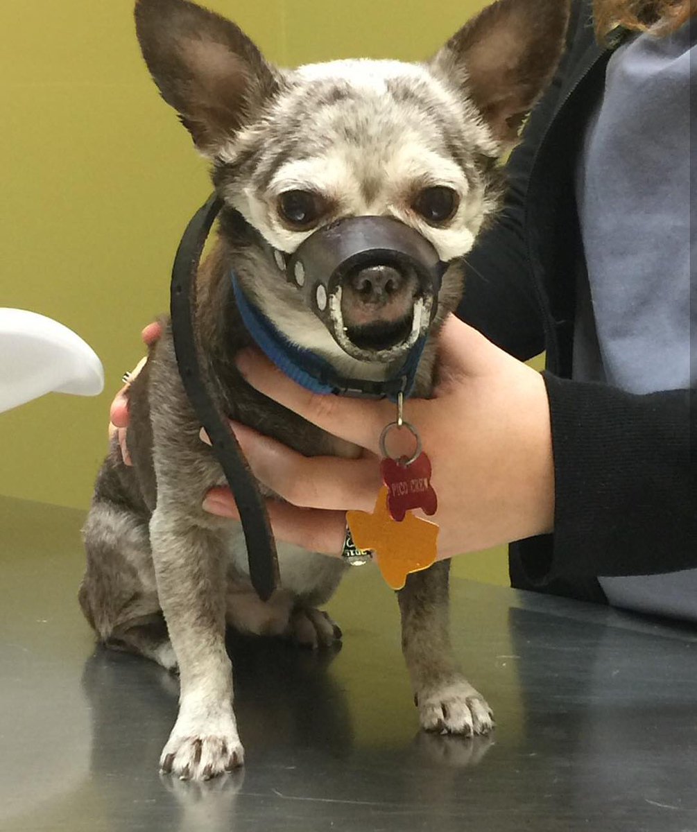 amycrew33's tweet photo. @LivePDK9 This is our little old man Pico playing his best Hannibal Lecter at the veterinarian office! https://t.co/2nG1Zqd4V5