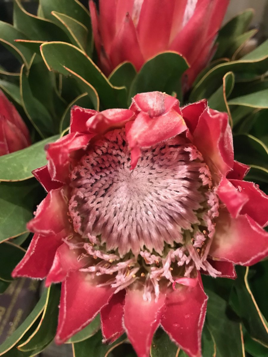 Uzivatel フラワーショップ花太郎 Na Twitteru 完売御礼 お値段 がちょっとお高いもんですから心配しましたが無事全員お嫁に行きましたー キングプロテア