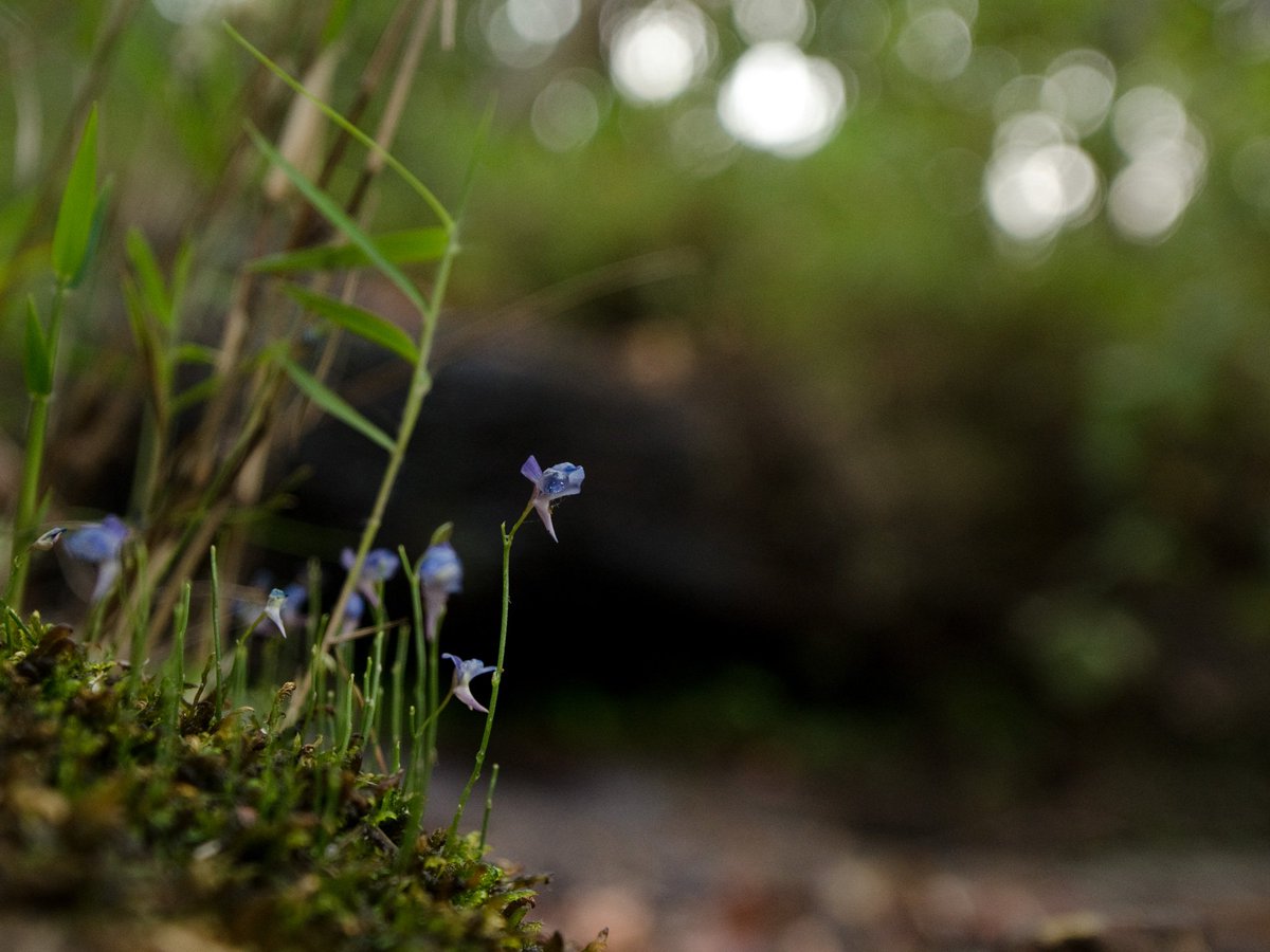 AratiKumarRao's tweet photo. One thing of beauty posted daily.
Easy to #lookup or #lookdown while walking through a #forest. Then there is "looking up when down on belly," as you have to do, to enjoy these inch-high #bladderworts (Utricularia). This carnivorous plant was shot in the #Satpura #madhyapradesh https://t.co/LBRH0GtGiF