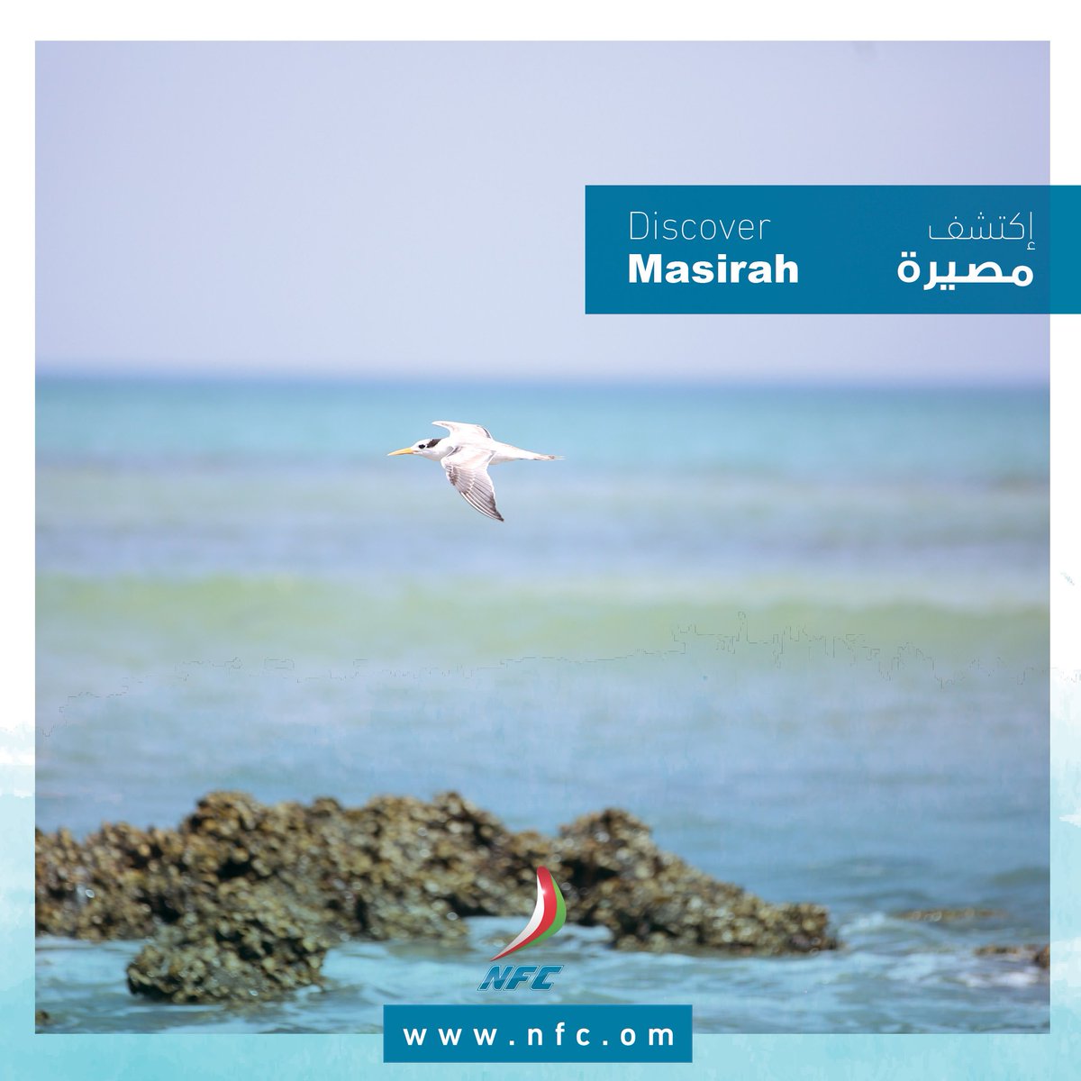 RoutesStatus's tweet photo. برنامج رحلات #الشركة_الوطنية_للعبارات . خط الوجهة #شنة - #مصيرة
#nfc_Trips_schedule Route #Masirah #Shannah
Toll-Free 80072000
https://t.co/wGWUTOjYS5
#Cruising_with_nature https://t.co/7s18MCsCgc