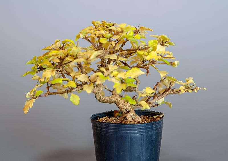 E 盆栽と正子鉢 ニオイカエデ M2 匂い楓盆栽 Premna Japonica Bonsai 撮影日 18年10月27日 樹高 7 8cm ニオイカエデのミニ盆栽用の素材です じきに葉は落ちてしまいます 植え替えは去年です T Co Sp3hp3ftxx T Co Efyc0kzgip E 盆栽と正子鉢 ニオイカエデ M2 匂い楓盆栽 Premna Japonica Bonsai 撮影日 18年10月27日 樹高 7 8cm ニオイカエデのミニ盆栽用の素材です じきに葉は落ちてしまいます 植え替えは去年です T Co Sp3hp3ftxx T Co Efyc0kzgip
