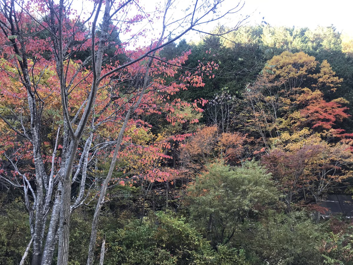 #S660
せせらぎ街道なう
紅葉めっちゃ綺麗なんだけど
交通量多すぎ(´・ω・｀)

事故も見たので皆様運転にはくれぐれも気をつけて。