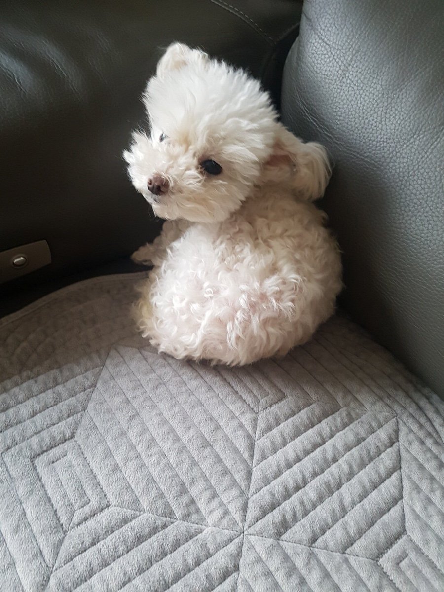 WekiMeki's tweet photo. 저희 집 복순이의 귀여움을 저 혼자 앓기가 아까워서 올립니다 여러분 정말 복순이는 너무 귀여워요 진짜 심각해요 윽윽윽!!!하얀 솜뭉치같은 이 멈멍이는 이세상 귀여움이 아닌 저희 집, 위키미키 유정이네 멈멍이 복순이 입니다.. 성은 개씨에요.복순아 사랑해..😍😭#위키미키 #최유정 #개복순 https://t.co/jnk4jaqhEq