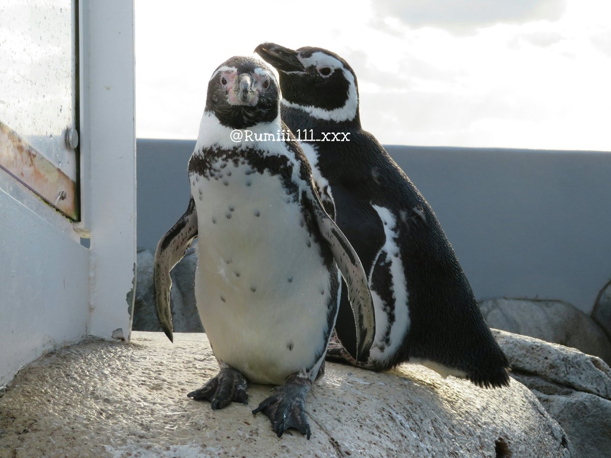 Yayൺi على تويتر プールエリアで一緒にいるよー ﾟ ﾟ ਊ ﾟ こうめちゃん気付いてくれたかな 1日1マゼラン S Uminomori 仙台うみの杜水族館 マゼランペンギン フンボルトペンギン ペンギン