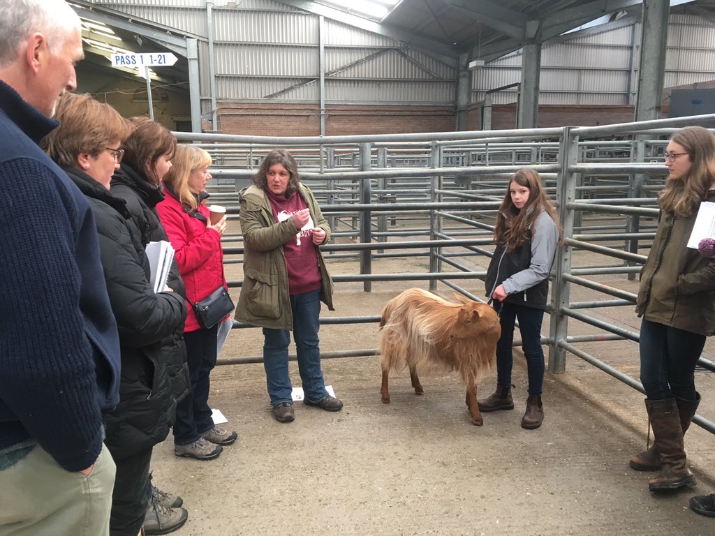 SmallholdersUK's tweet photo. And the practical @SRUCVets @ScottishGoats session with the fantastically knowledgeable Fiona from Talana Toggenburgs was excellent (yes, that’s a Golden Guernsey not Toggenburg- we borrowed a goat!) https://t.co/zNPNU5IfCC