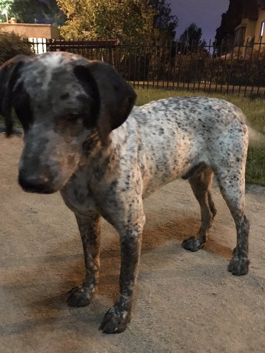 Perrito BUSCA a su familia. Más de 2 semanas está en el mismo lugar Pedro Fontalva Huechuraba. Si alguien lo reconoce o sabe de donde es 56977671984. Es perdiguero. <a href="/MascotDFLCondes/">MascotadifLCondes.cl</a> <a href="/conimendez/">Coni Méndez K.</a> @DraJuguete37 @BuscanHogar_ <a href="/soleisocaro/">soledadcanalesrojas</a>