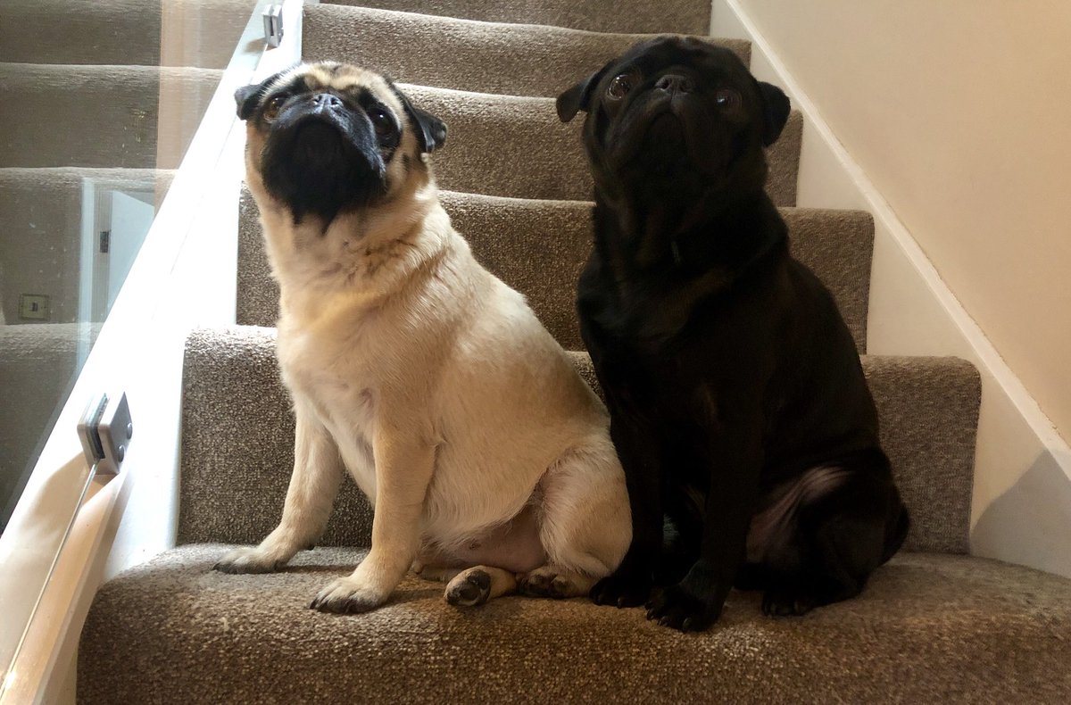 apugstail's tweet photo. Pug Stairs !!! @apugstail @buddy_bosco #puglife #pugsofinstagram #pugs https://t.co/0S1amGfXOY