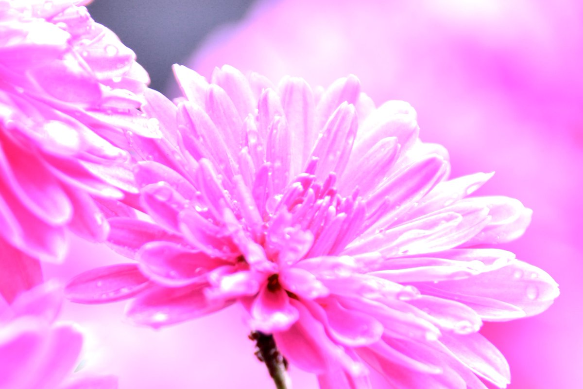 GtakapT's tweet photo. 雨間のマゼンタ色の菊です
#写真 #風景写真 #photography  #花 https://t.co/rJRYJR65uu