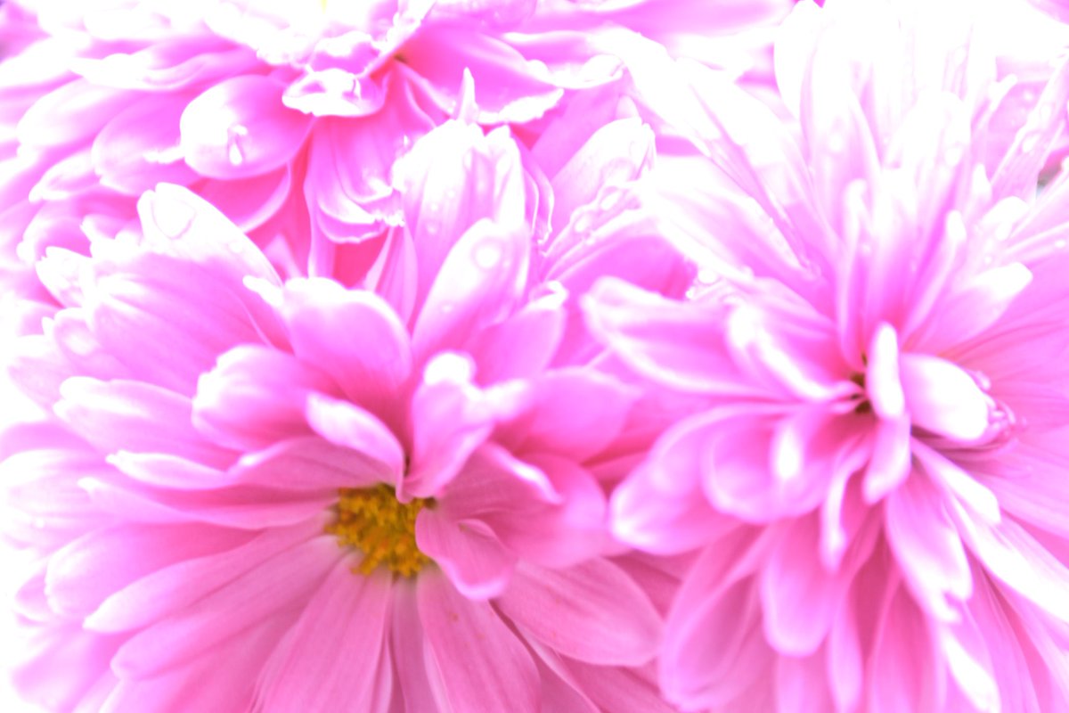 GtakapT's tweet photo. 雨間のマゼンタ色の菊です
#写真 #風景写真 #photography  #花 https://t.co/rJRYJR65uu