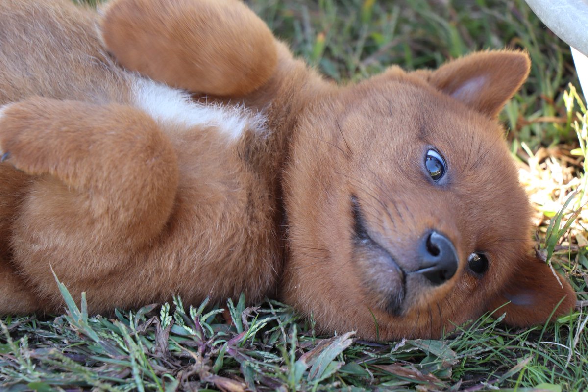 美濃柴犬ウメ Twitter પર 今日のベストショット 美濃柴犬展覧会 美濃柴犬の仔犬 美濃柴犬 柴犬 甲斐犬 四国犬 秋田犬 北海道犬 紀州犬 日本犬 美濃柴犬ウメ Twitter પર 今日のベストショット 美濃柴犬展覧会 美濃柴犬の仔犬 美濃柴犬 柴犬 甲斐犬 四国犬 秋田犬 北海道犬 紀州犬 日本犬