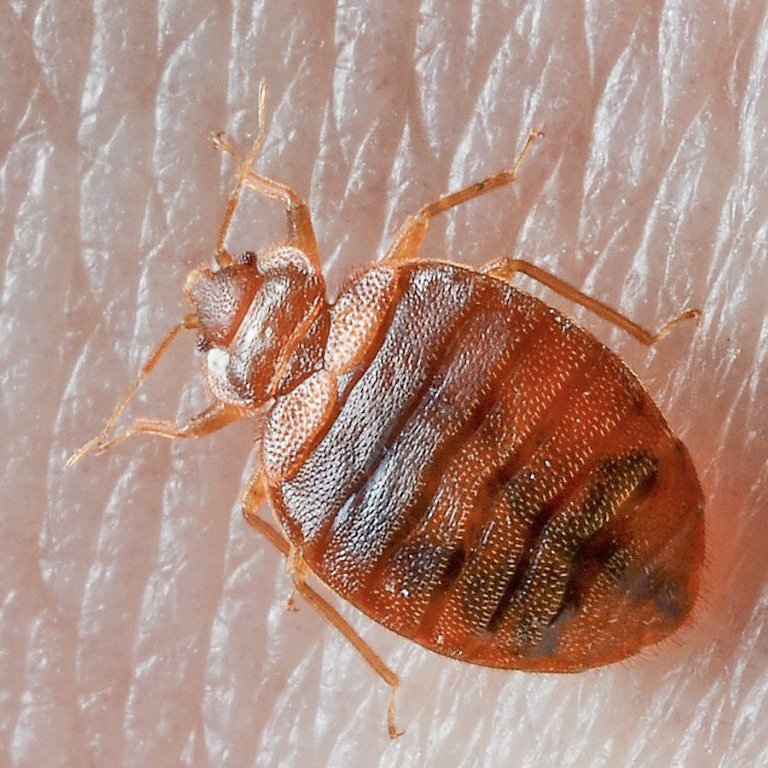HealthScience19's tweet photo. #bedbugs #bedbugsbites 

https://t.co/aNT08hTMnp https://t.co/deuUgeUcor