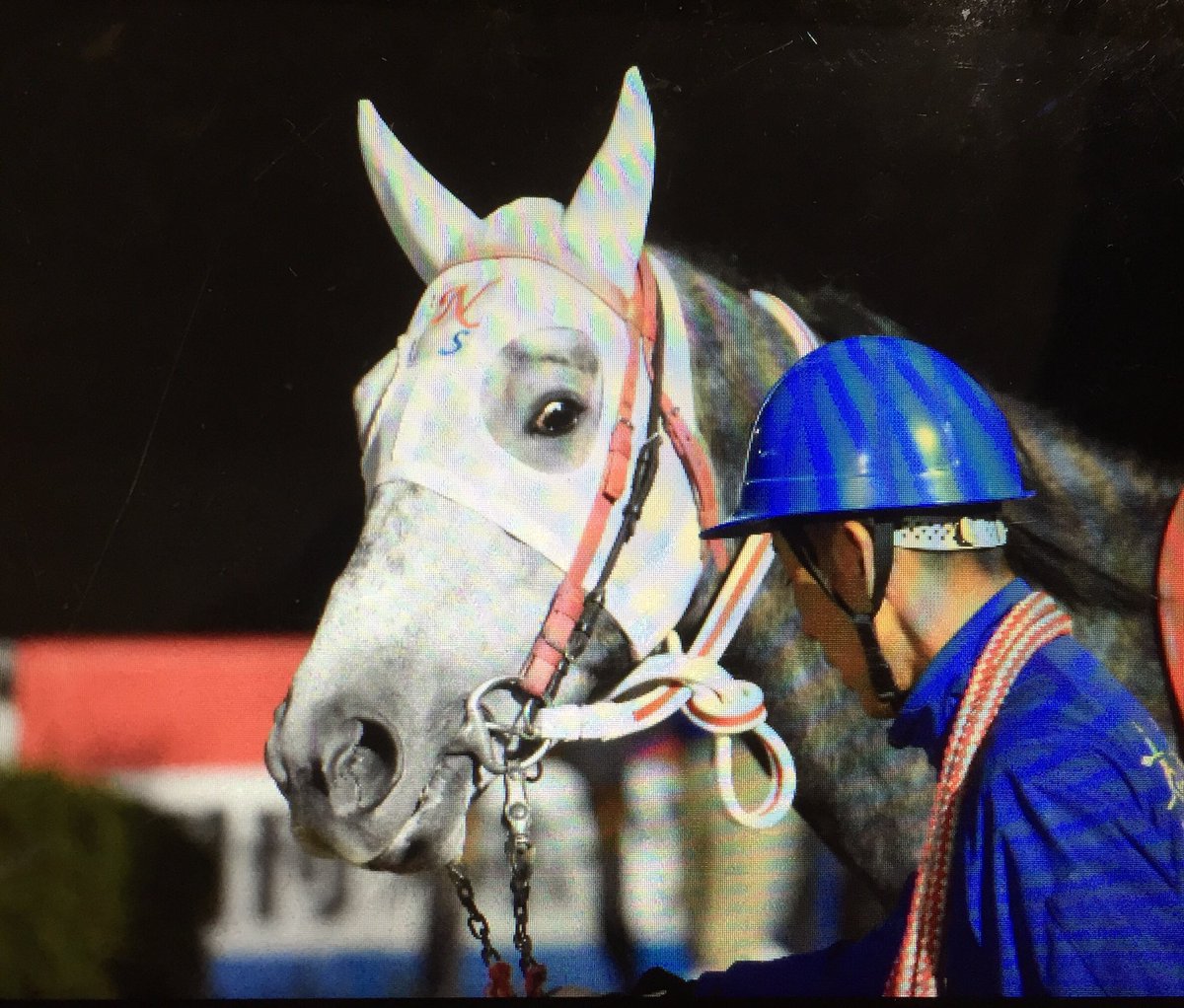キリン 可愛いなあ 高知競馬 ゴールドアドミラル 眉毛馬 キリン 可愛いなあ 高知競馬 ゴールドアドミラル 眉毛馬