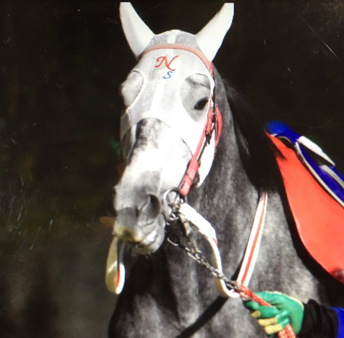 キリン 可愛いなあ 高知競馬 ゴールドアドミラル 眉毛馬 キリン 可愛いなあ 高知競馬 ゴールドアドミラル 眉毛馬