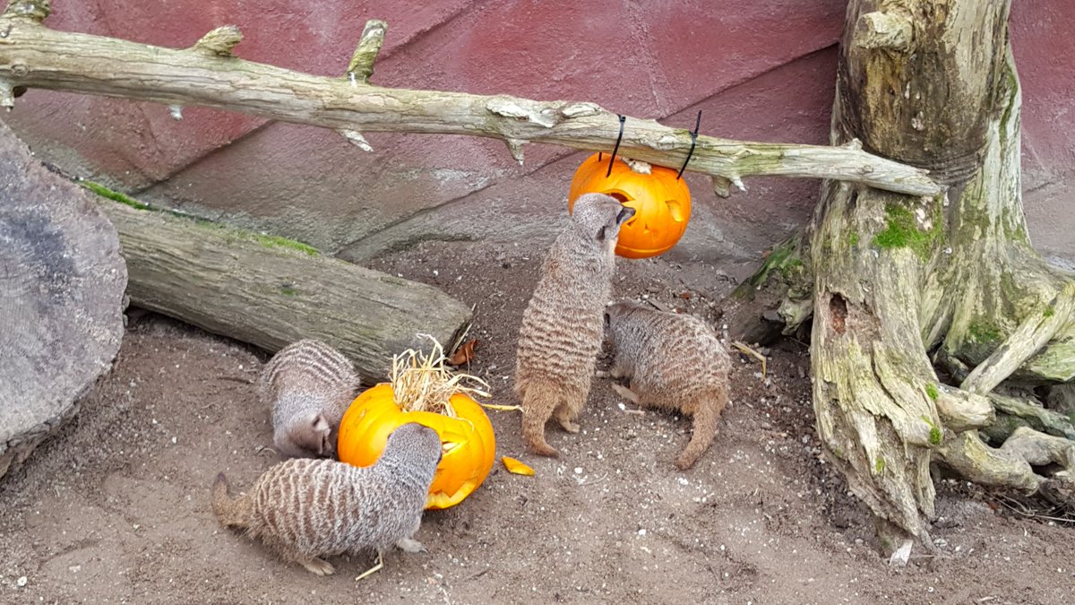 WelshMountainZo's tweet photo. Join us today at 2pm for our fantastic Meerkat Keeper talk taking place at 2pm outside the Meerkats enclosure! 

#Meerkats #KeeperTalks #Hallowen2018 #ShriekWeek #WelshMoountainZoo https://t.co/1gziYwlGka
