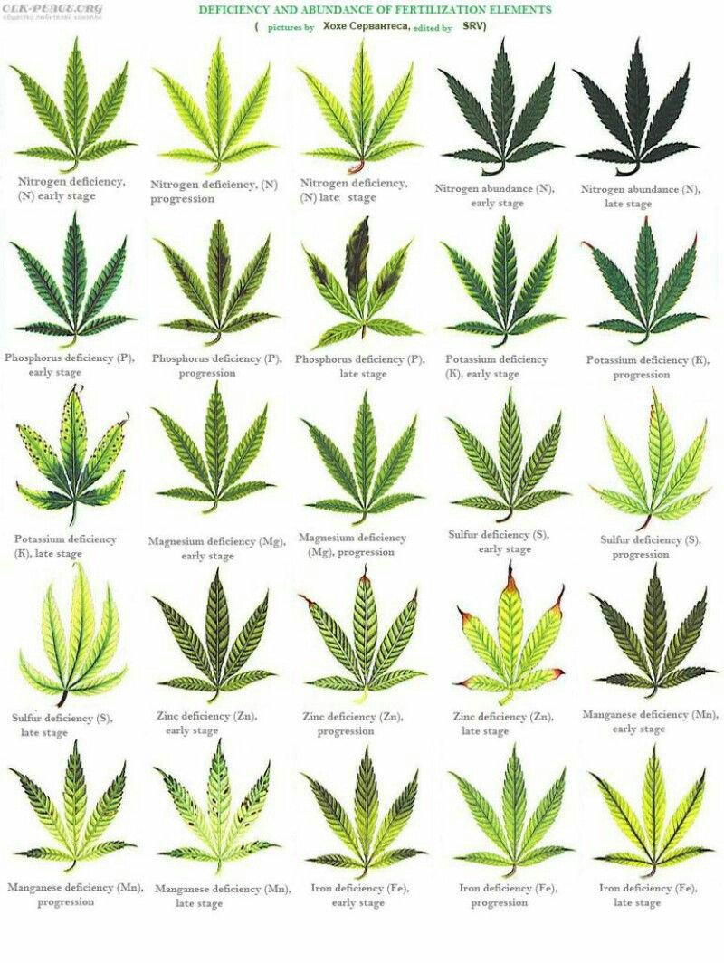 WinterSomers's tweet photo. Anyone growing weed will find this useful,  I did. https://t.co/qIdDa1GTnO