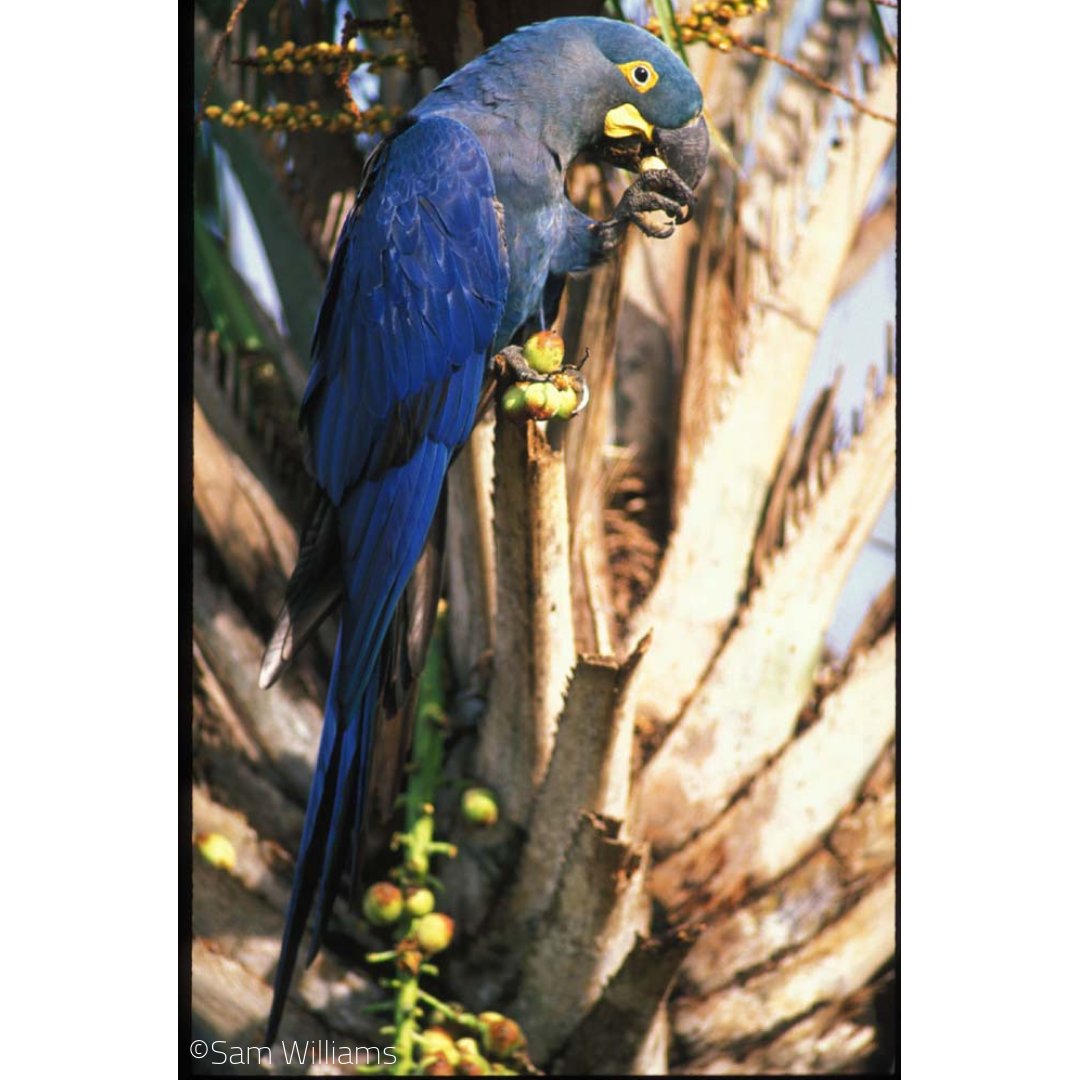 WPT_UK's tweet photo. Something to brighten up your Sunday - a great article on the fight to protect the Lear's Macaw in Brazil.
https://t.co/cWQiKLW4OE
#conservation #savingspecies #wildtrade #parrots #birds #saveourspecies #macaws #research #feathers #blue #beautiful #like #follow #makeadifference https://t.co/vpoExCiy1s