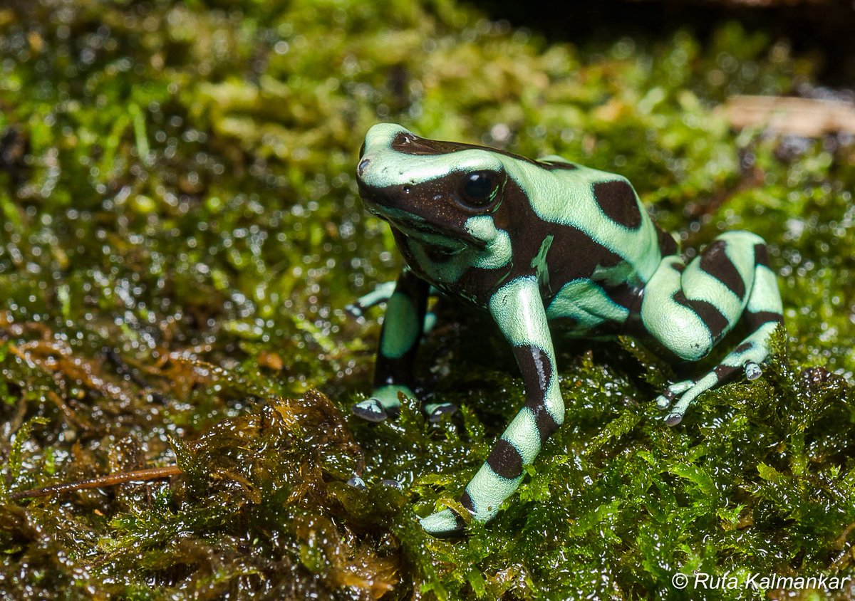 RutaKalmankar1's tweet photo. Black & Green Poison-dart Frog @CostaRica #RutaKalmankar #wildlife #nature #naturephotography #ambhibians #wildography #exclusive_wildlife #animals_capture #wilderness #nikon #म #माझाक्लिक https://t.co/EzVu2FkVCo
