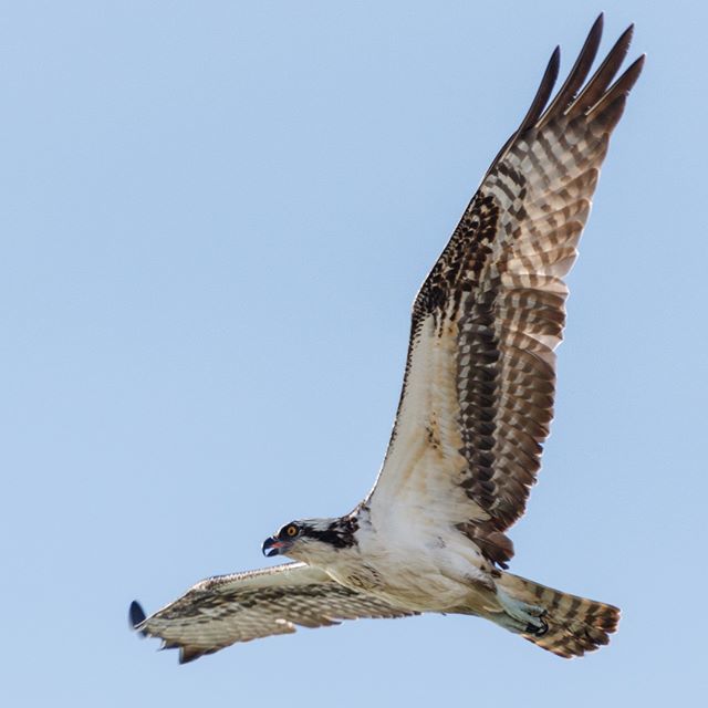 Butterflees's tweet photo. An Osprey flying by.
.
.
.
#animalvegetablemineral #osprey #flight #raptor #flying #inflight #soar #soaring #wing #wings #wingspan #feathers #feather #talons #bird #birdwatching #birding #nature #sunlit #fishing https://t.co/hhsV5oEAZQ https://t.co/fY809ibow2